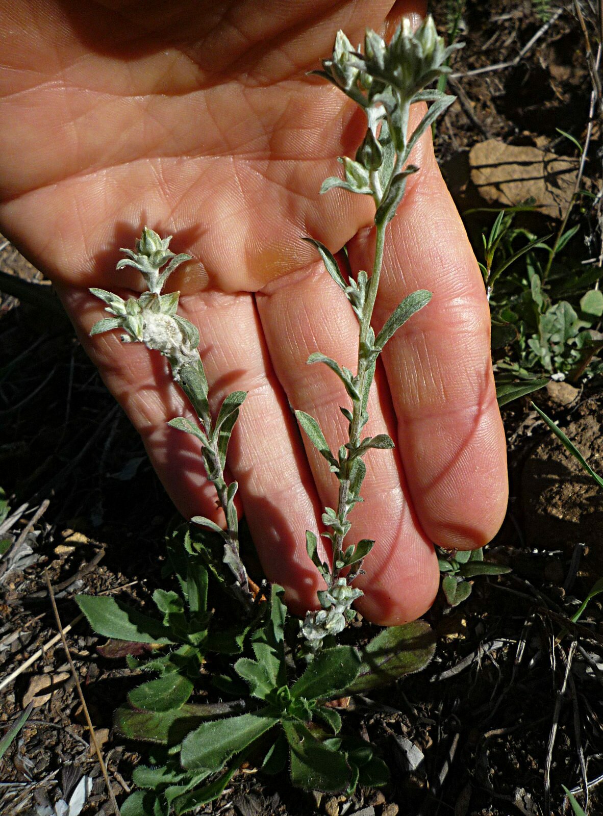 High Resolution Logfia filaginoides Plant